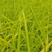 Bakker - Laîche dorée - Carex Aurea - Carex elata aurea - Plantes d'extérieur