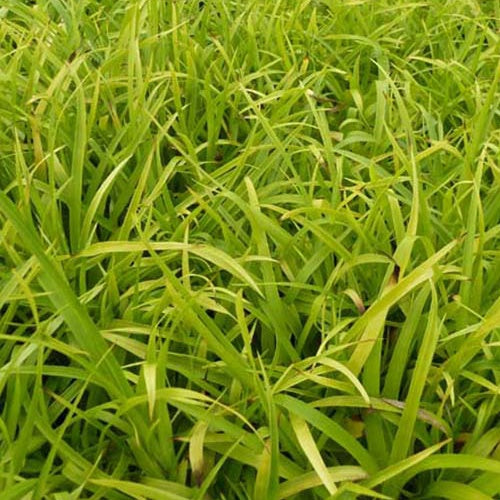 Luzule des bois Solar Flare - Bakker