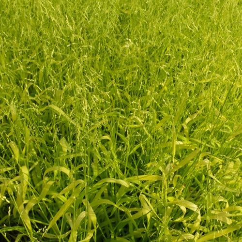 Milium effusum Aureum - Milium effusum aureum - Bakker