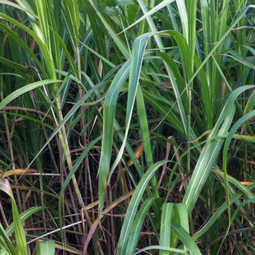Miscanthus giganteus (floridulus) - Eulalie gigantesque - Eulalie - Miscanthus