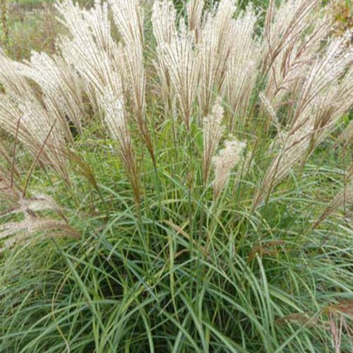 Eulalie - Miscanthus - Eulalie China - Miscanthus sinensis china