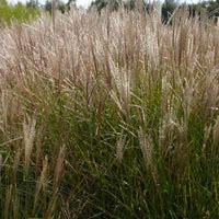 Bakker - Eulalie Kleine Silberspinne - Miscanthus sinensis kleine silberspinne - Plantes d'extérieur