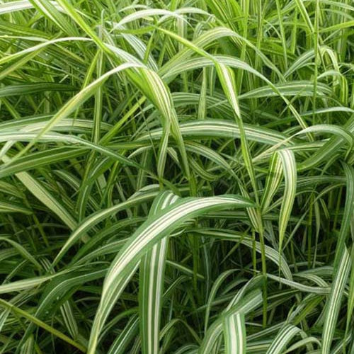 Bakker - Phalaris Luteopicta -Baldingère faux roseau - Phalaris arundinacea luteopicta - Plantes d'extérieur