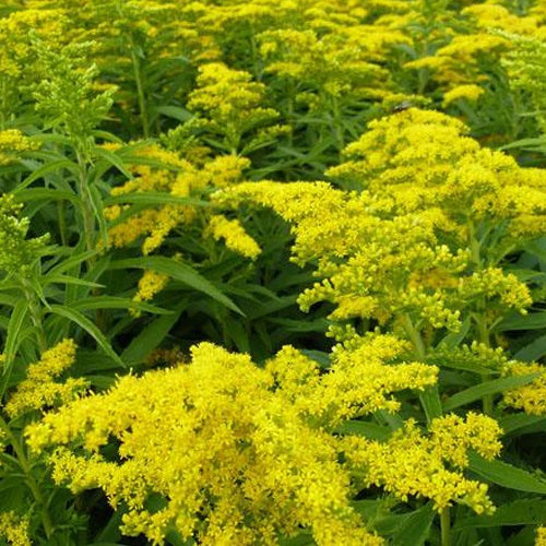 3 Solidago Golden Dwarf - Bakker
