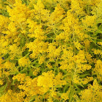 Bakker - 3 Solidago Golden Mosa - Solidago goldenmosa - Plantes d'extérieur