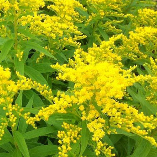 3 Solidago Strahlenkrone - Bakker