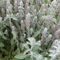 Bakker - 3 Oreilles de Lapin - Epiaires de Byzance - Stachys byzantina - Plantes d'extérieur