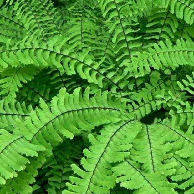 Adiantum - Capillaire