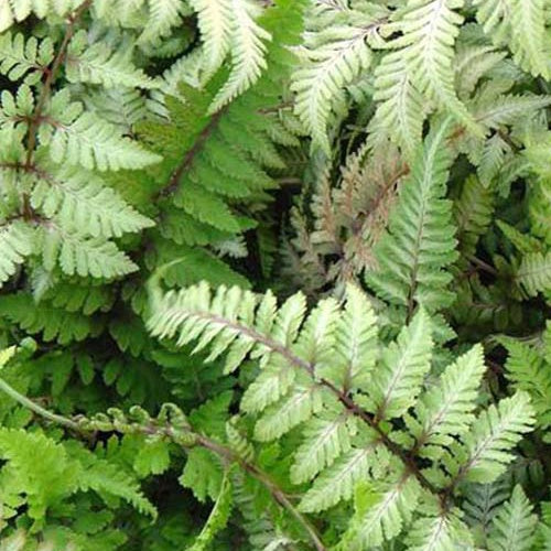 Bakker - Fougère peinte Red Beauty - Athyrium niponicum red beauty - Plantes d'intérieur