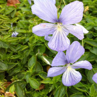 Bakker - 3 Violettes cornue Boughton Blue - Pensée - Viola cornuta boughton blue - Plantes d'extérieur