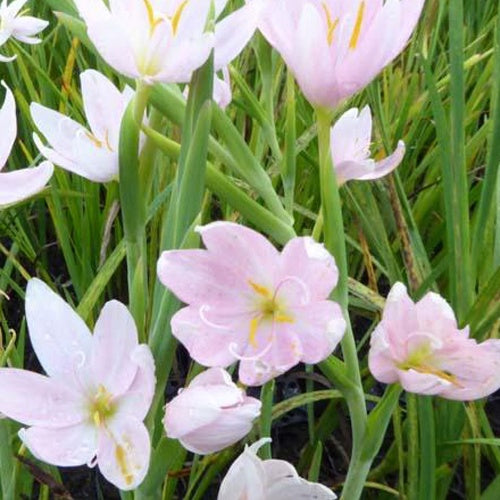 Lys des cafres blanc - Schizostylis coccinea alba - Bakker