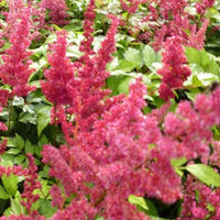 Astilbe d'Arends Fanal - Bakker
