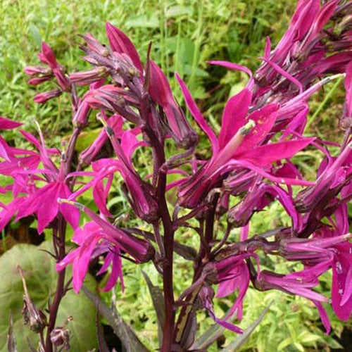 Bakker - Lobelia Russian Princess - Lobelia speciosa russian princess - Plantes d'extérieur