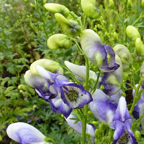 Aconit Bicolor - Bakker
