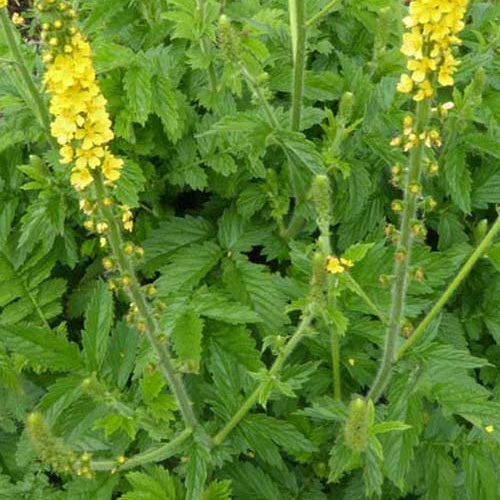 Aigremoine eupatoire - Bakker