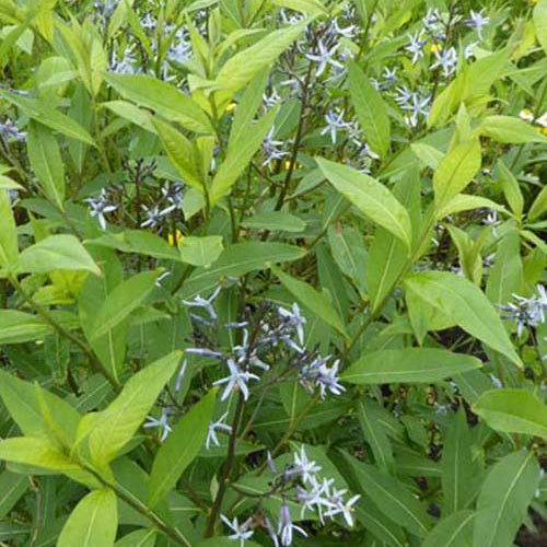 Étoile bleue à feuille de saule - Bakker
