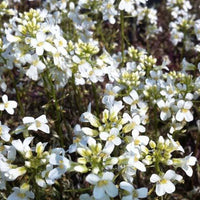 Bakker - Arabette rampante Variegata - Arabis ferdinandi-coburgii variegata - Plantes d'extérieur