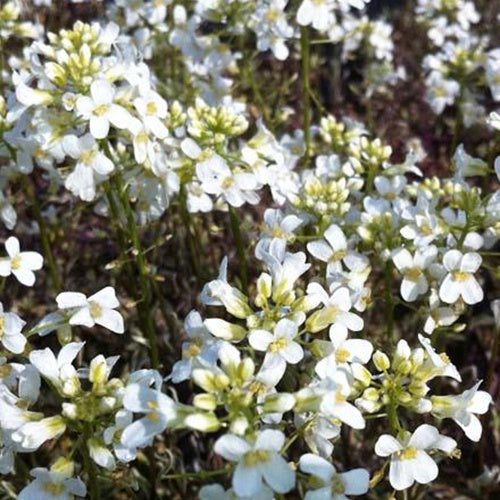 Arabette rampante Variegata - Bakker