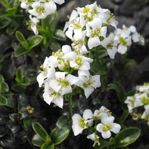 Arabette fausse corbeille d'argent - Bakker