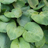 Hosta Blue Umbrellas Funkia