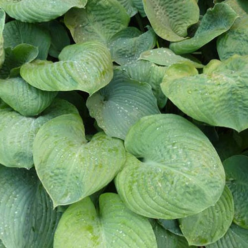 Hosta Blue Umbrellas Funkia - Bakker