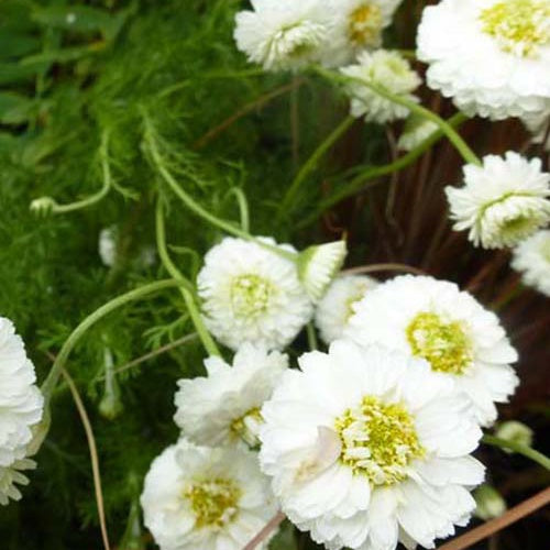 Camomille romaine Ligulosum - Bakker