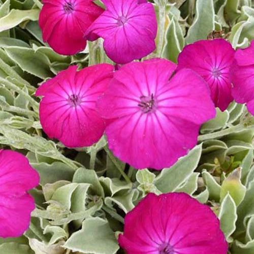 Coquelourde des jardins Atrosanguinea - Bakker