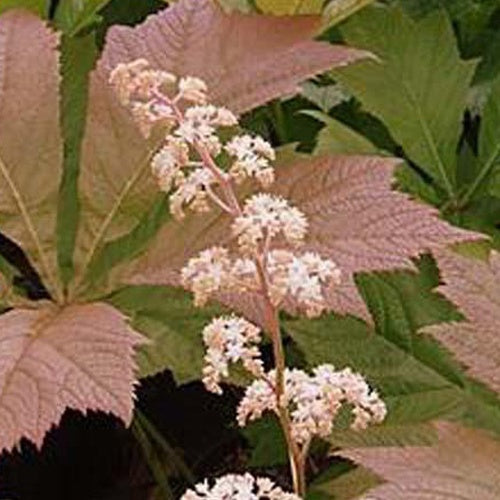 Rodgersia à feuilles de marronnier Irish Bronze - Bakker