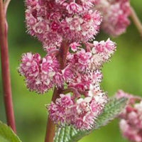 Rodgersia Dark pokers - Bakker