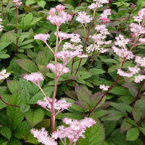 Rodgersia pinnata Hanna - Bakker