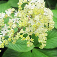 Rodgersia pinnata La Blanche - Bakker