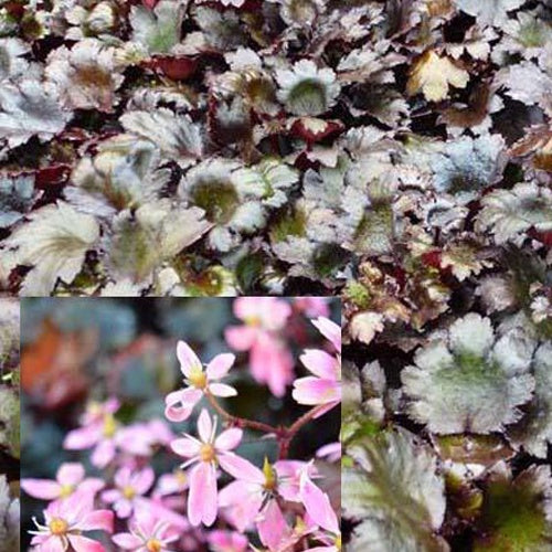 Saxifrage à feuilles noires Black Ruby - Bakker