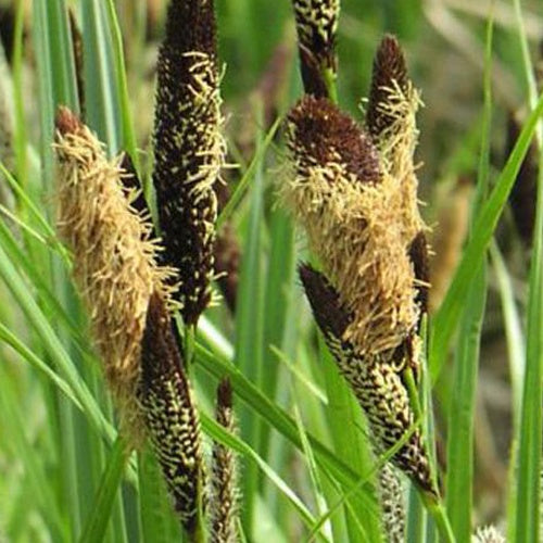 Bakker - Laîche des marais - Carex acutiformis - Plantes d'extérieur