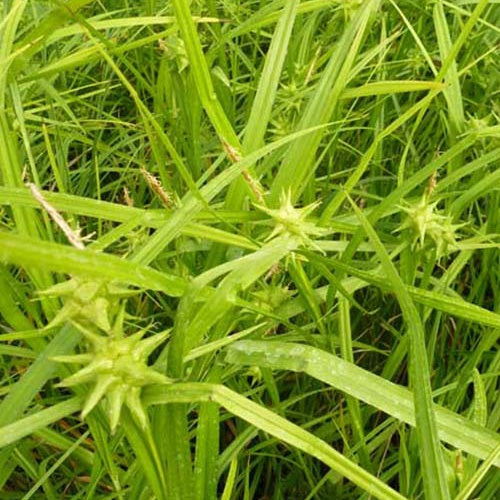Bakker - Laîche massue - Carex grayi - Plantes d'extérieur