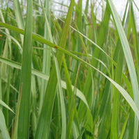 Molinie élevée Molinie érigée - Bakker