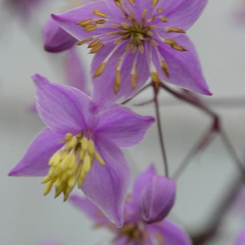 Pigamon du père Delavay Hinckley - Bakker