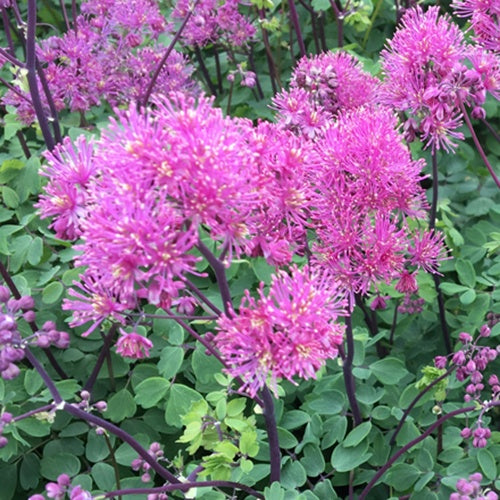 Pigamon Little Pinkie - Bakker