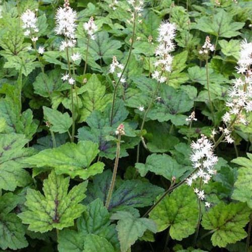 Bakker - Tiarelle à feuille en cœur Running Tiger - Tiarella cordifolia running tiger - Plantes d'extérieur