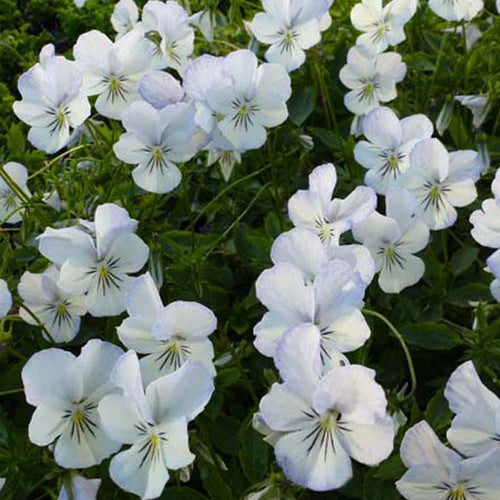 Violette cornue Icy but Spicy - Bakker