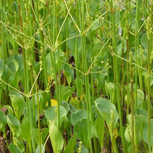 Plantain d'eau à petites fleurs - Bakker