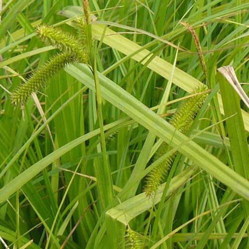 Laîche faux-souchet - Bakker