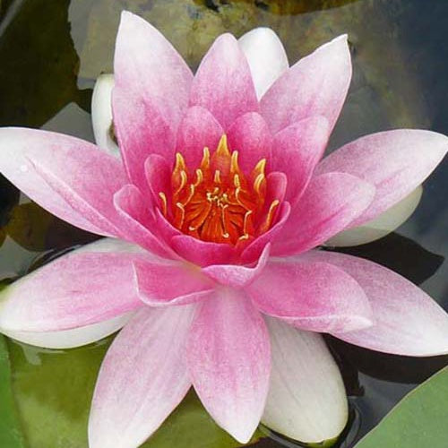 Nénuphar Masaniello - Bakker