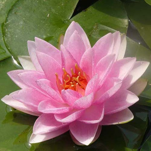 Nénuphar Mme Wilfron Gonnère - Bakker