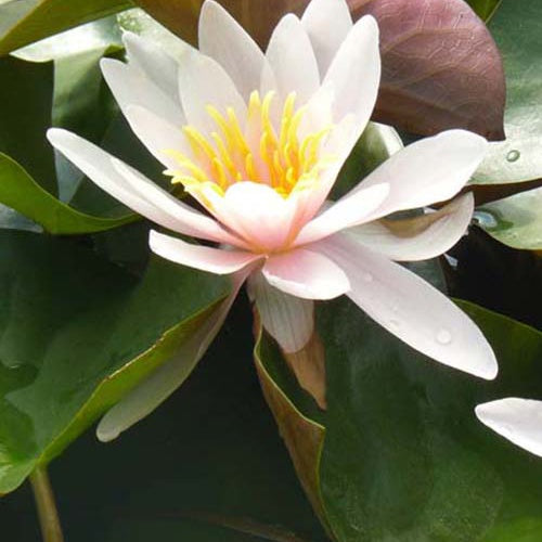 Nénuphar Rosennymphe - Bakker