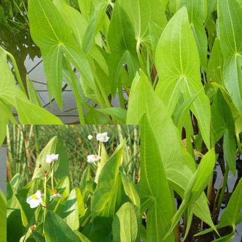Bakker - Sagittaire à larges feuilles Sagittaire obtuse Patate d'eau - Sagittaria latifolia - Arbustes et vivaces