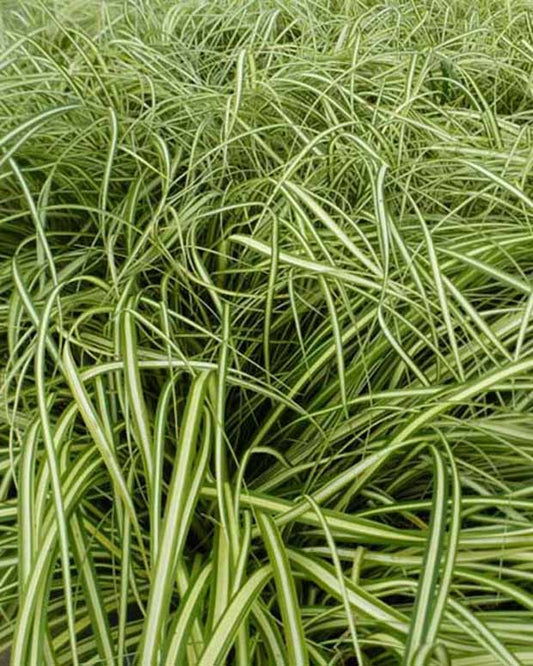 Laîche d'Oshima Ice Cream - Bakker