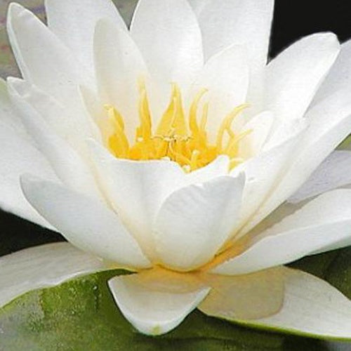 Nymphaea marliacea albida - Nénuphar 'Marliacea Albida' - Nénuphars