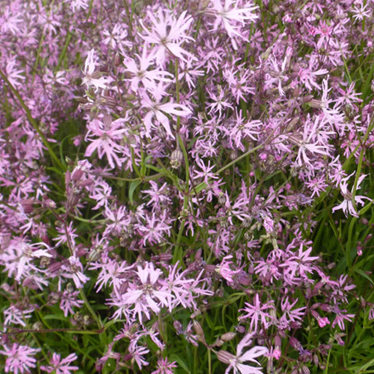 Toutes les plantes de bassin - 3 Lychnis flos-cuculi - Œillets des près - Lychnis flos-cuculi