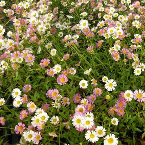 Bakker - Vergerette - Erigeron karvinskianus - Arbustes et vivaces