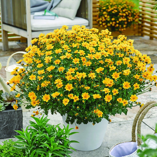 3 Bidens à feuilles de férule - Bakker